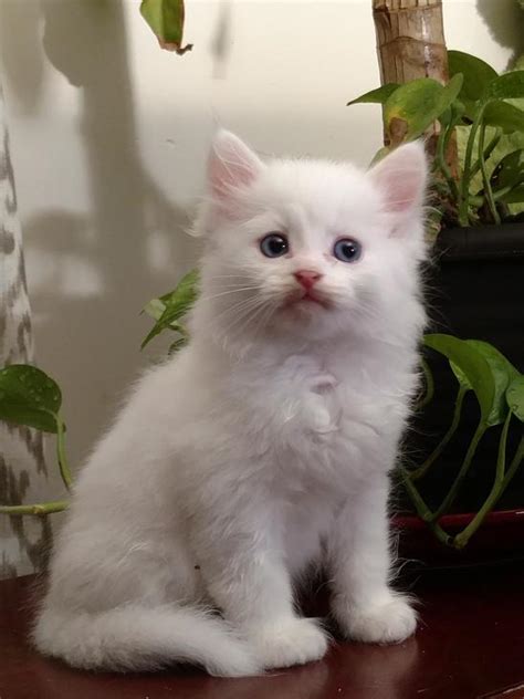 Montana Siberian Kittens For Sale Exotic Kitten In Mt Buy A Cat