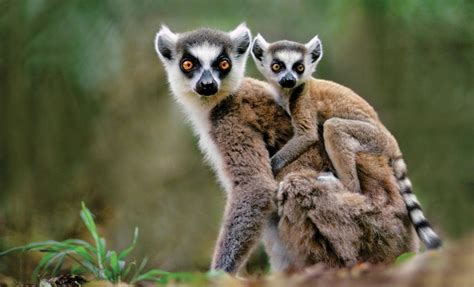 Madagascar Wildlife Travel Tour 2019 National Geographic