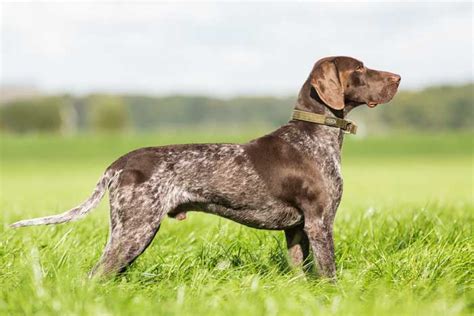 30 Best Hunting Dogs And Gun Dog Breeds For All Types Of