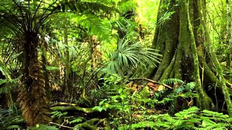 Jungla Efecto De Sonido Bosque Tropical Selvas Tropicales Fotos