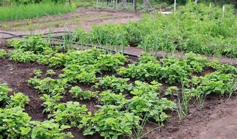 How To Fertilize Vegetable Garden In Just 2 Basic Ways