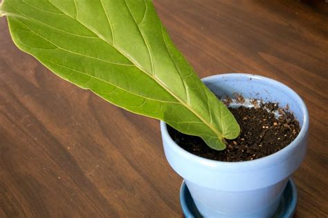 How To Prune And Propagate A Fiddle Leaf Fig Tree — Jaelan Mincey