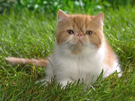 cat - Kitties Photo (9109214) - Fanpop