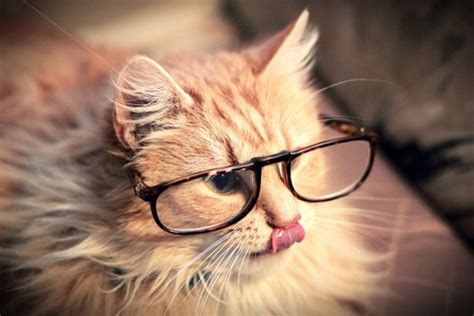 Cat Cute Glasses Kitten Funny 4loveimages