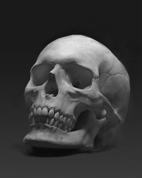 Artstation Practice Junxiao Fan Skull Reference Skull Anatomy