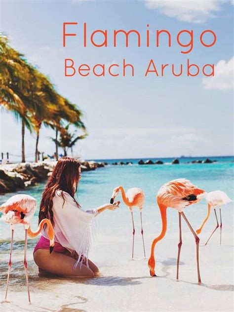 Up Close And Persoan With Gorgeous Flamingos On Arubas Flamingo Beach