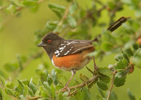 Spotted Towhee Female Photo Tom Grey Photos At