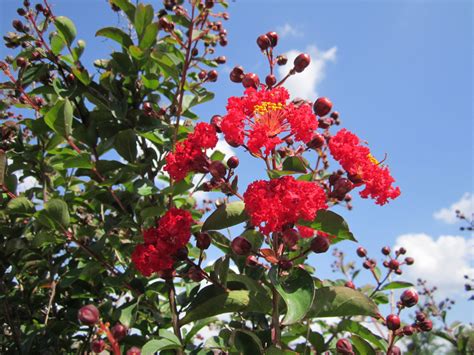 Crepe Myrtles Flowering Xeriscape Trees For The Tx