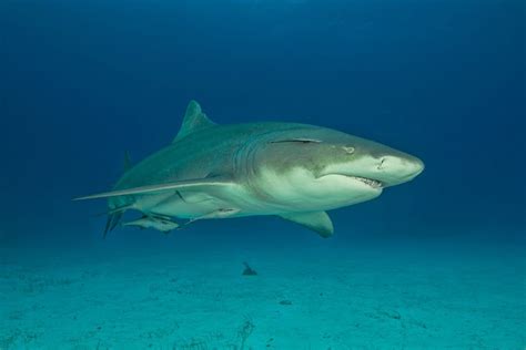 Conoce Al Tiburón Limón De Naturaleza Apacible