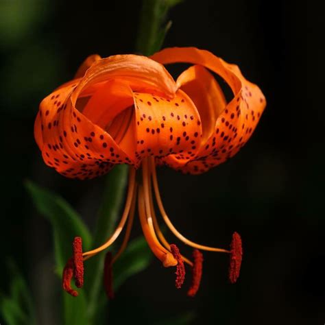 Orange Tiger Lily Flower Tiger Lily Lily Flower All Pictures Tubers