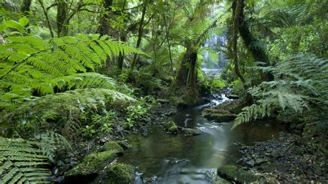 Rainforests are found at the equator, heading south down to the tropic of capricorn equator covers almost 40% of. What Is a Tropical Rainforest? | Reference.com