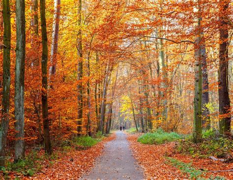 Foliage nelle Marche: tutti i colori dell'autunno | Viagging