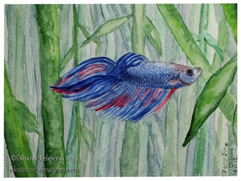 Betta Fish Watercolor By Oksana007 On Deviantart