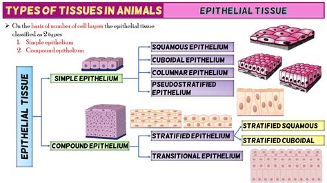 Stratified Epithelial Tissue Diagram