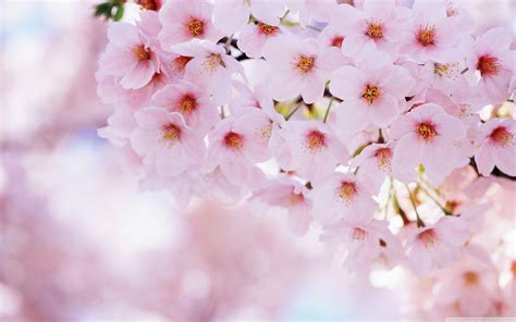 Cherry Blossoms Flowers Wallpapers Top Những Hình Ảnh Đẹp