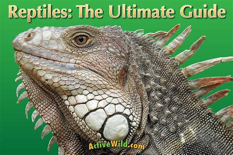 Reptiles The Ultimate Guide All You Need To Know About Reptiles