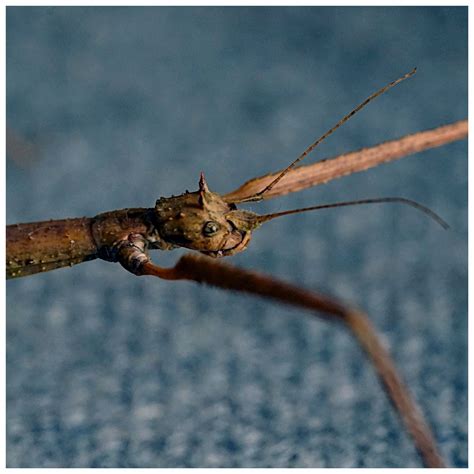 Taxonomía Arthropoda Clase Insecta Orden Phasmida