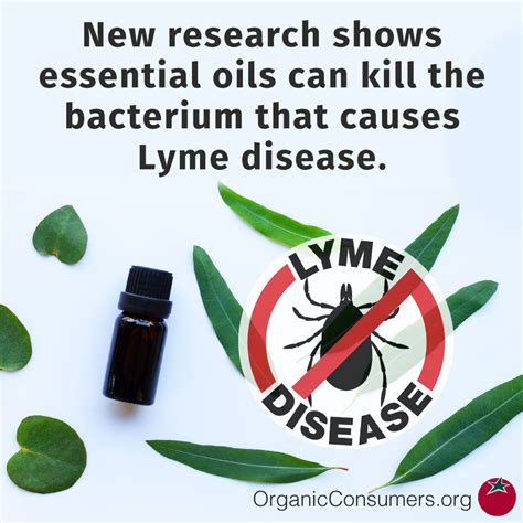 Essential Oils Highly Effective At Destroying Lyme Bacterium Lyme