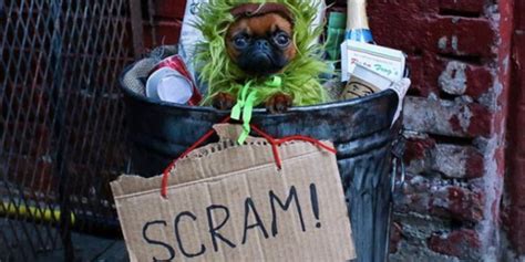 Dogs Adorable Oscar The Grouch Halloween Costume Photo Popsugar Pets