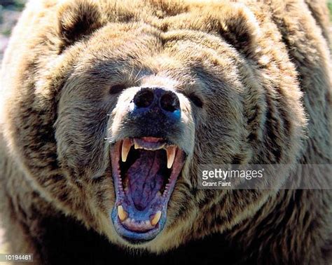 Angry Grizzly Bear Photos And Premium High Res Pictures Getty Images