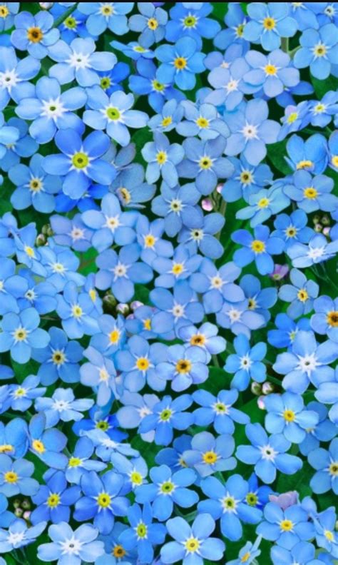 Forget Me Not Background
