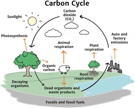 The Carbon Cycle Source Alamy 2020 The Carbon Cycle 8 Download