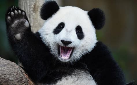 Giant Panda No Longer Endangered Species Say Conservationists