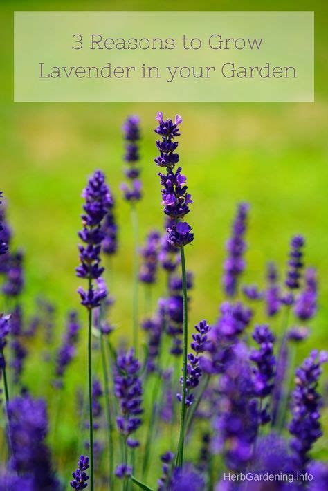 3 Reasons To Grow Lavender In Your Garden Growing Lavender Plants