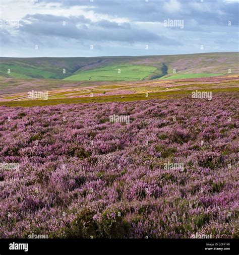 Heather Moorland Lammermuir Hills Scottish Borders Scotland Stock