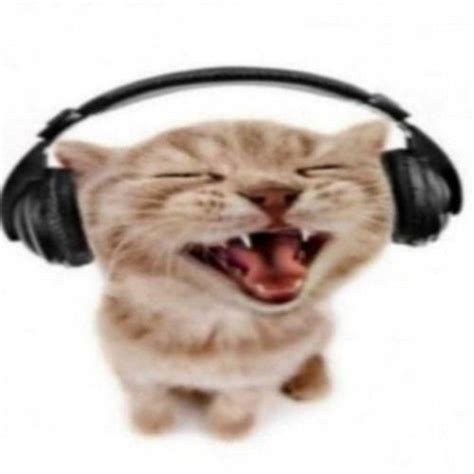 Cat Wit Da Headphones On Seje Billeder Memes Dyr