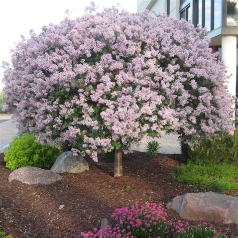 Try any of these dwarf trees to brighten up small gardens, and balconies, including flowering trees like evergreen spruces, and delicious dwarf apple trees. Beautiful Dwarf Lilac Trees For Your Garden | Lilac tree ...