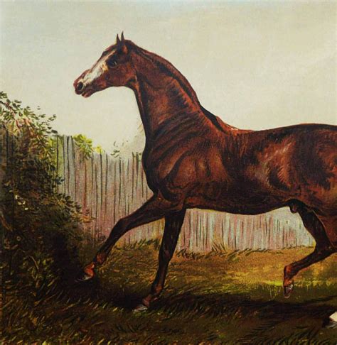 1890 Antique Lithograph Of A Thoroughbred Horse Purebred Etsy