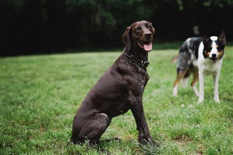 Understanding Your German Shorthaired Pointerss Growth A Comprehensive Weight And Growth Chart
