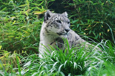 Snow Leopards At The Central Park Zoo
