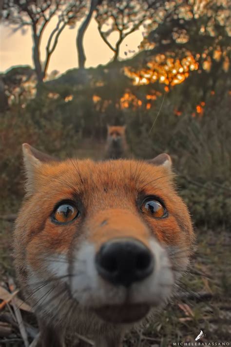 Michele Bavassano Fox Selfie Animals Animals Beautiful Cute Animals