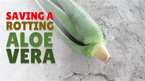 How To Save A Rotting Aloe Vera Plant Part Youtube