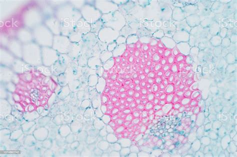 Plant Vascular Tissue Under Microscope View For Education Stock Photo