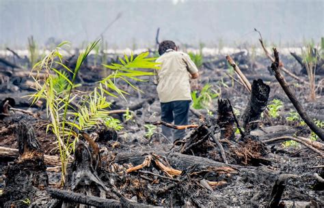 Greenpeace Ekspos Hutan Gambut Terbakar Yang Ditanami Kelapa Sawit