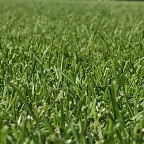 Kentucky Bluegrass Fescue Grass