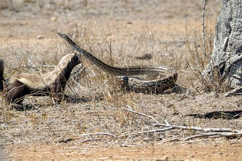 Honey Badger Picks A Fight With A Python And Wins Photos Predator