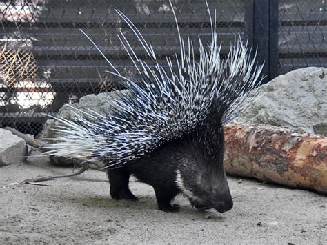 Hystrix Indica Indian Crested Porcupine In Kishinev Zoo