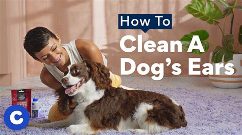 How To Clean Your Dogs Ears At Home 8 Easy Tips Bechewy