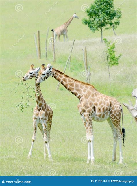 Giraffe Mother And Baby Stock Photo Image Of Africa 31918184