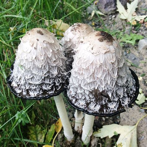 Shaggy Manes And Inky Caps Mushrooms Uses And Health Effects Owlcation