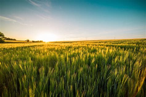 Sunset Over The Wheat Field Free Stock Photo Download Nature Images