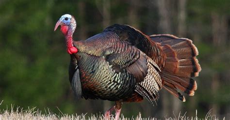 Wisconsin Spring Turkey Hunt Season Starts April 18