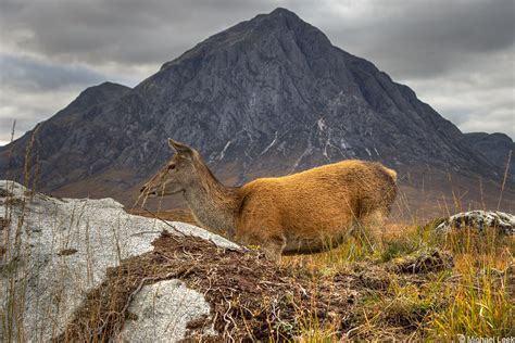 Red Deer Cervus Elaphus Rannoch Moor Highlands Scotla Flickr