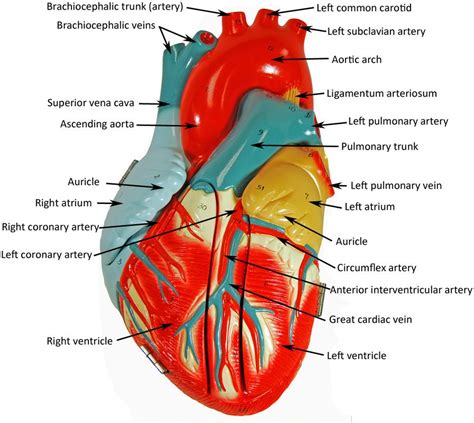 These vessels transport blood cells, nutrients, and oxygen to the tissues of the body. Closed Heart Model | Heart anatomy, Human heart anatomy ...