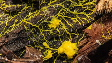 Strange Yellow Slime Mold Can Remember Where It Left Food Study Says