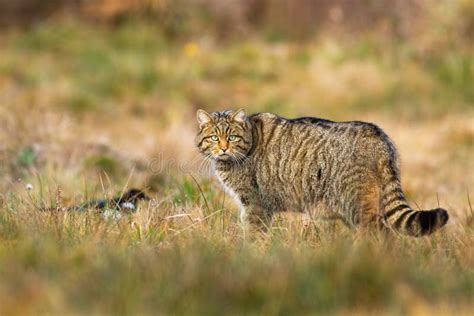 European Wildcat Standing On Field In Autumn Nature Stock Photo Image